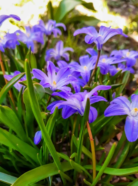 Flores Primavera Chionodoxa Flor — Foto de Stock