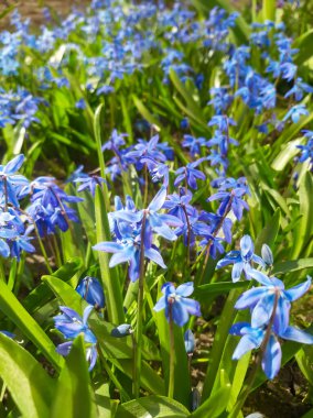 Proleski. İlkbahar narin çiçekler