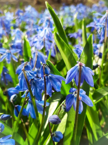 Proleski. İlkbahar narin çiçekler