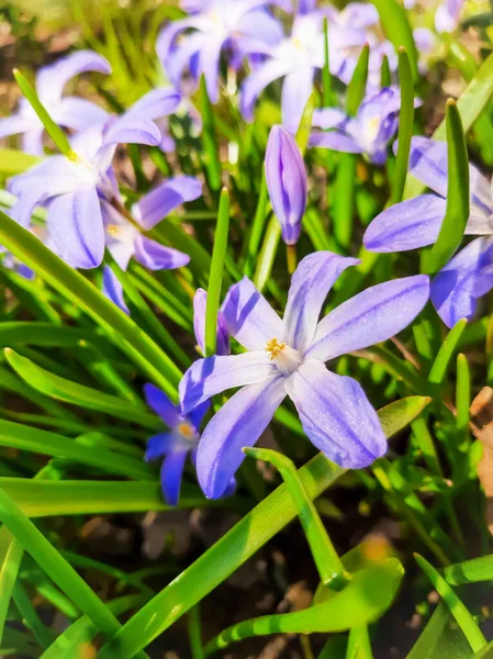 Bahar Çiçekleri Chionodoxa Çiçek Açtı — Stok fotoğraf