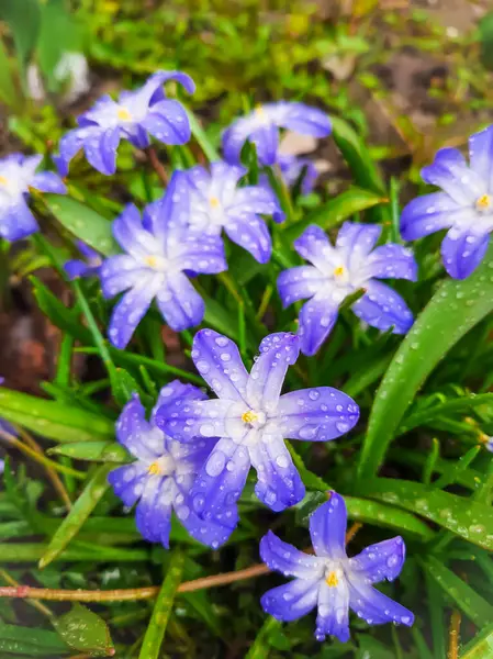 Flores Chionodox Después Lluvia — Foto de Stock