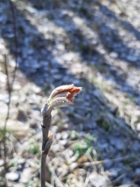 Ağaçlardaki ilk yapraklar