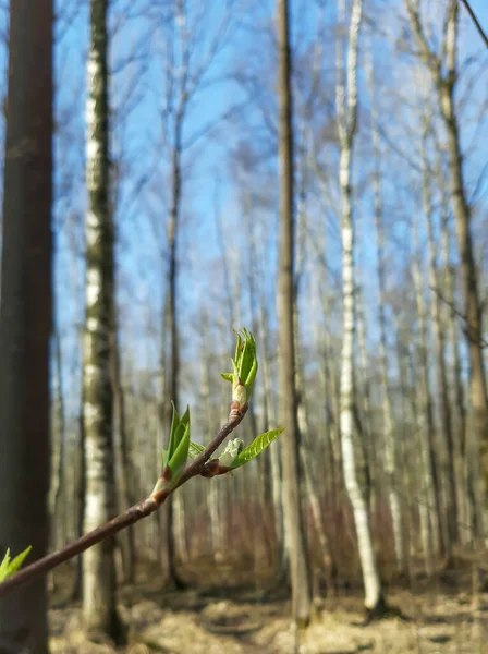 Ağaçlardaki ilk yapraklar