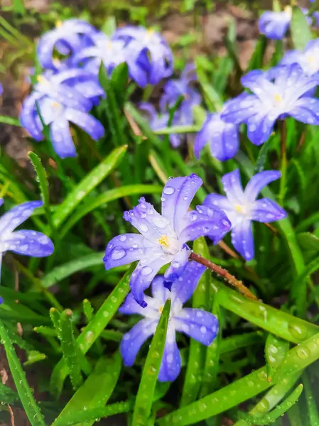 Chionodox Первые Цветы Весной Апреле — стоковое фото