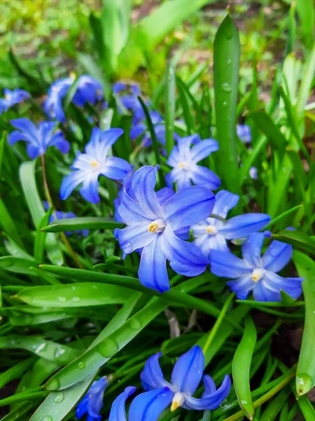 Chionodox Primavera Primeras Flores Abril — Foto de Stock