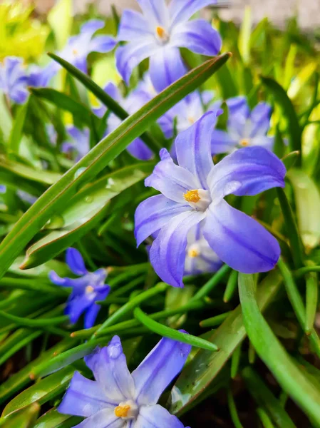 Chionodox Primavera Primeras Flores Abril — Foto de Stock