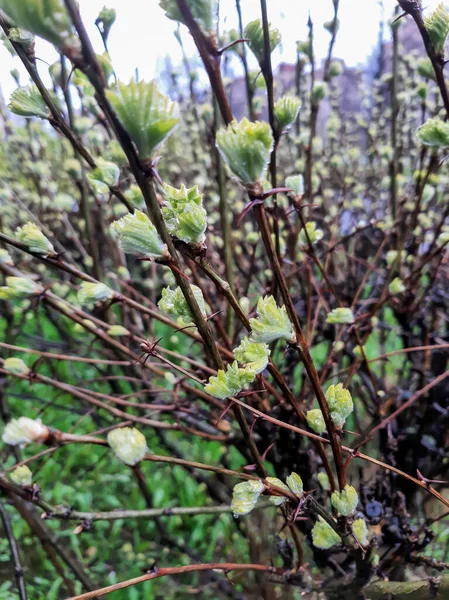 Première Pousse Des Feuilles Après Pluie — Photo