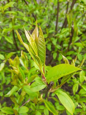 İlkbaharda çalılıklarda ilk yapraklar