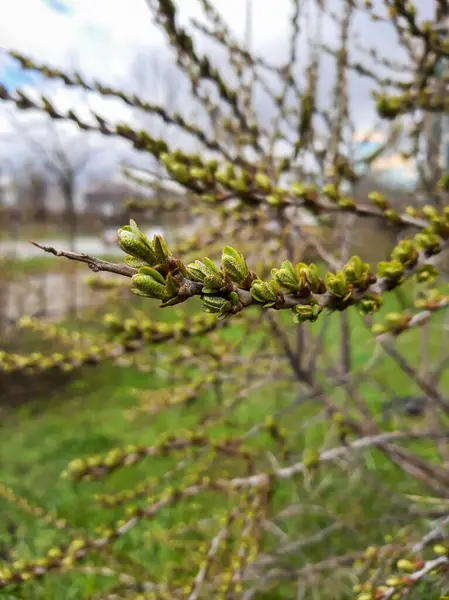 First Sprin Leaves Sunny May Day — Stock Photo, Image