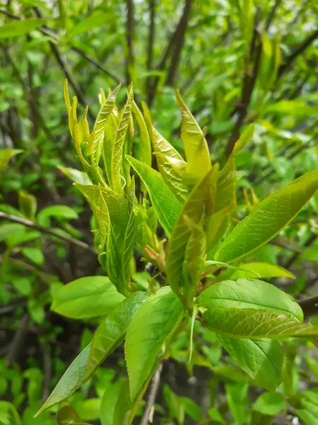 stock image The first leaves on the bush in spring