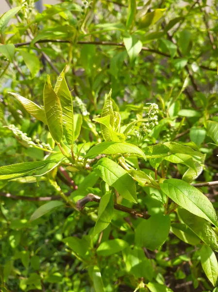 Las Primeras Hojas Arbusto Primavera — Foto de Stock