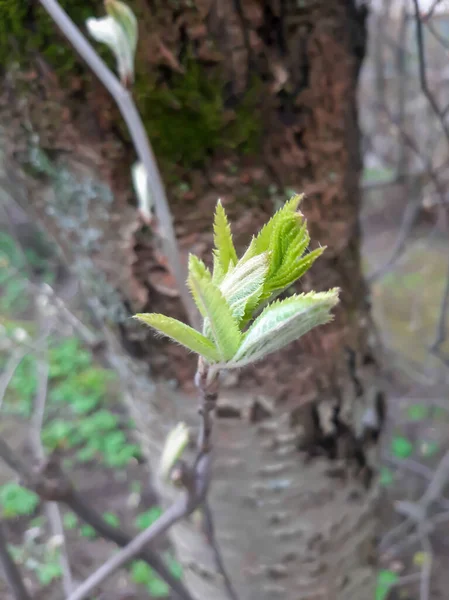 Sprin Gidiyor Mayıs Günü — Stok fotoğraf