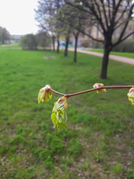 İlk liden ayrılır. Parkta. Mayıs Günü