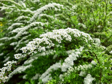 Spirea şelalesi çiçek açar. Bahar. Mayıs