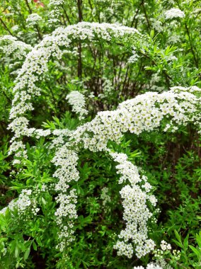 Spirea şelalesi çiçek açar. Bahar. Mayıs