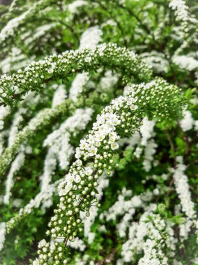 Spirea şelalesi çiçek açar. Bahar. Mayıs