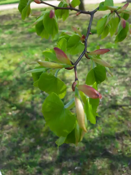 İlki ıhlamur. Güneşli Mayıs