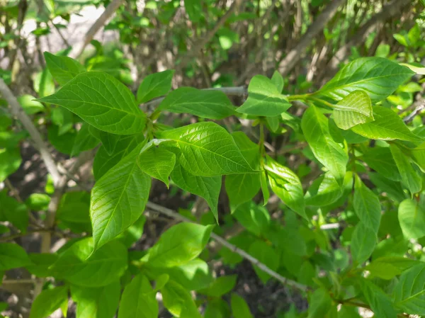 Leylak ağacı. İlkbaharda ilk yapraklar. Güneşli Mayıs