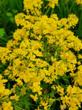 Bitki surepka. Sarı yatak örtüsü