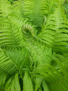 Eğreltiotu yaprakları baharda açılır