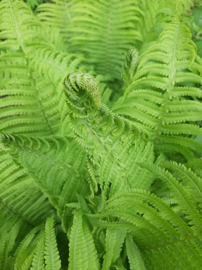 Eğreltiotu yaprakları baharda açılır