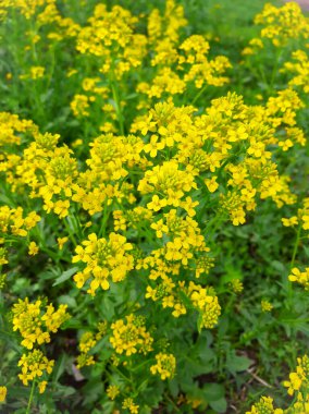 Yazın surepka otunun yeşermesi