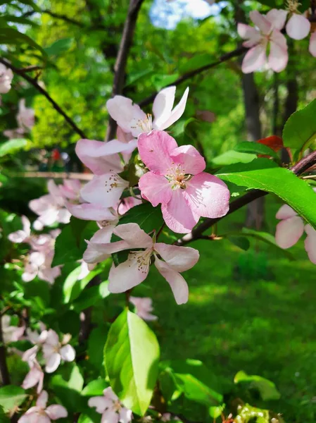 Elma ağacının dalında pembe çiçekler