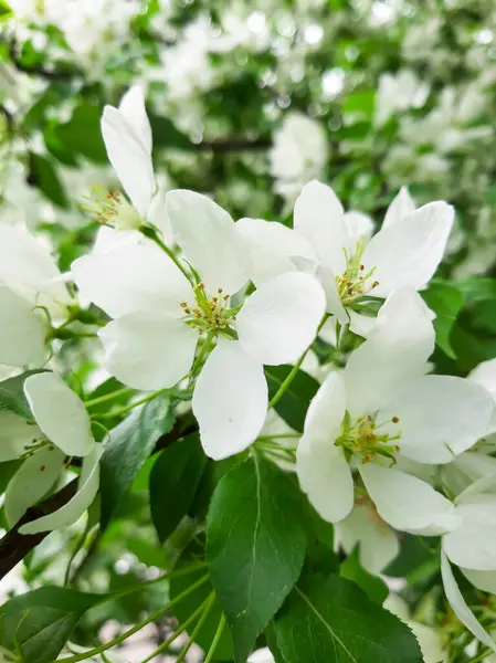 Kar beyazı elma baharda çiçek açar.