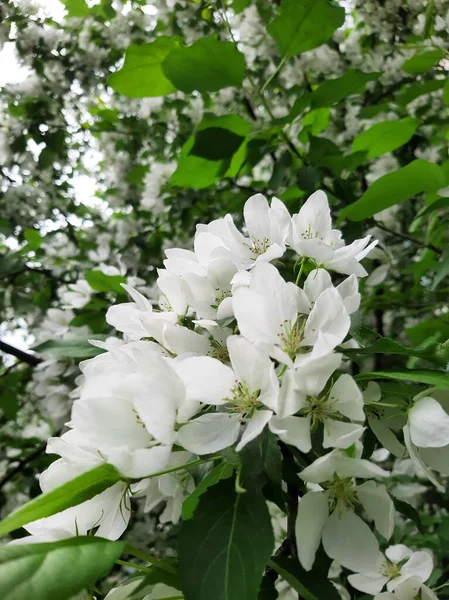 Kar beyazı elma baharda çiçek açar.