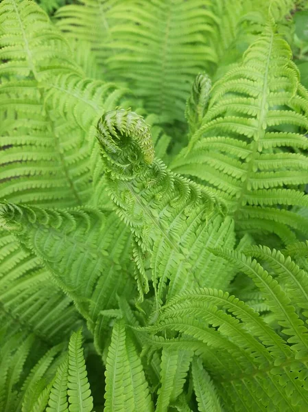 Eğreltiotu yaprakları baharda açılır