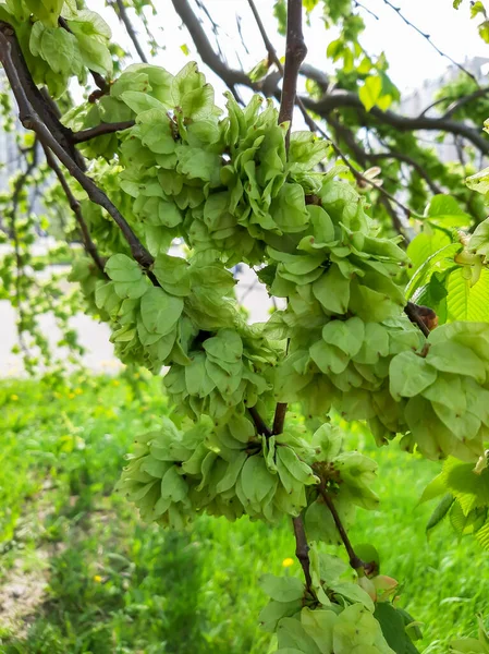 Hojas Olmo Llorón Primavera — Foto de Stock