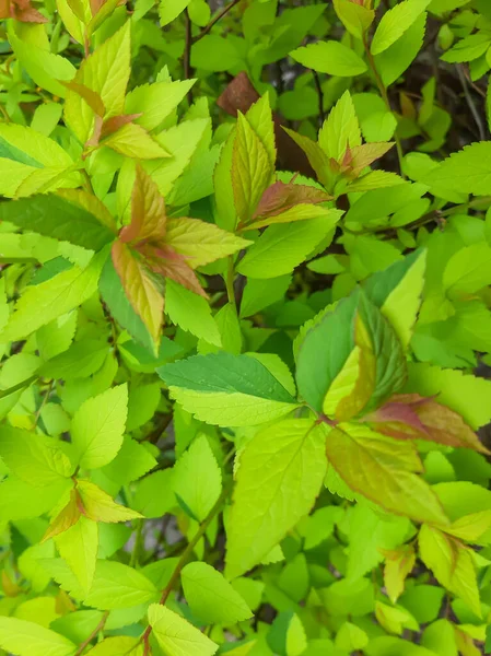 Japon spireasının parlak yaprakları. Bahar