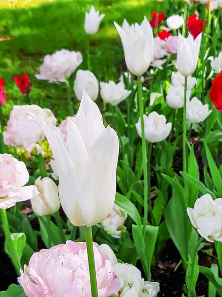 Parktaki zarif beyaz laleler