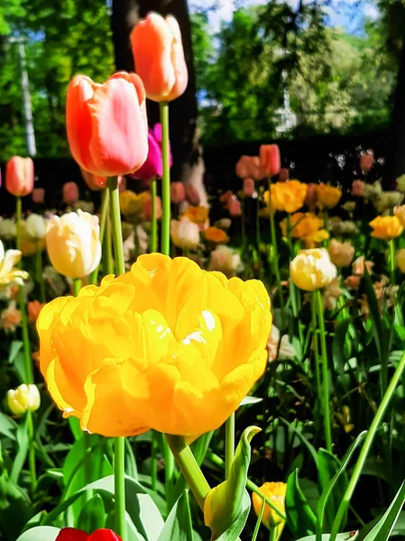 Çiçek tarhında çeşitli renklerde laleler