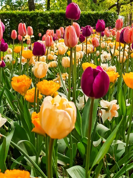 Çiçek tarhında çeşitli renklerde laleler