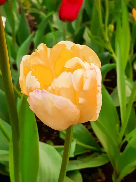 Sarı lalelerle çiçeklenmiş