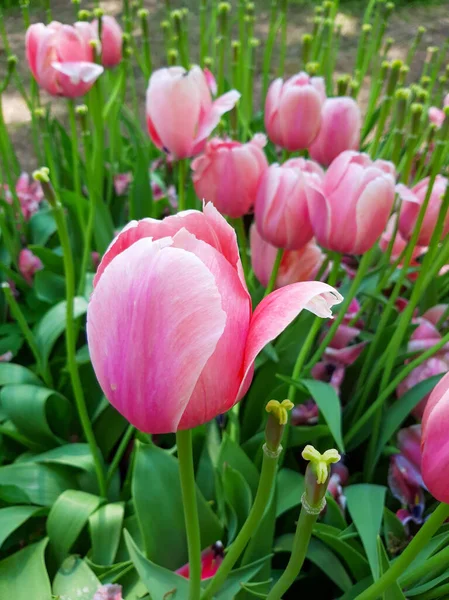 Pink Tulips Beautiful Delicate Flowers — Stock Photo, Image