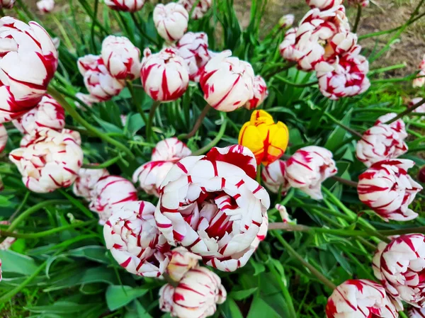 Red and white tulips. Beautiful and delicate flowers