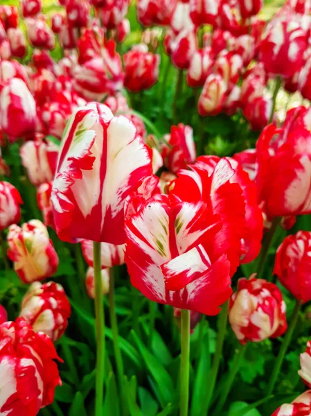 Kırmızı ve beyaz laleler. Güzel ve narin çiçekler