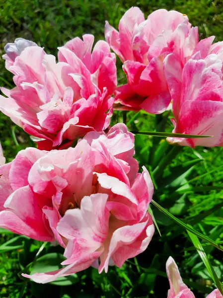 Pembe laleler. Güzel ve narin çiçekler