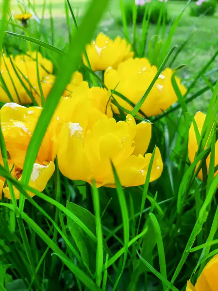 Beaucoup Tulipes Jaunes Dans Lit Fleurs — Photo