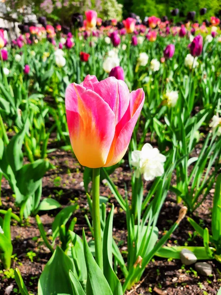 Pembe laleler. Güzel ve narin çiçekler