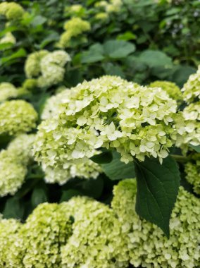 Beyaz ortanca. Bir sürü küçük beyaz çiçek