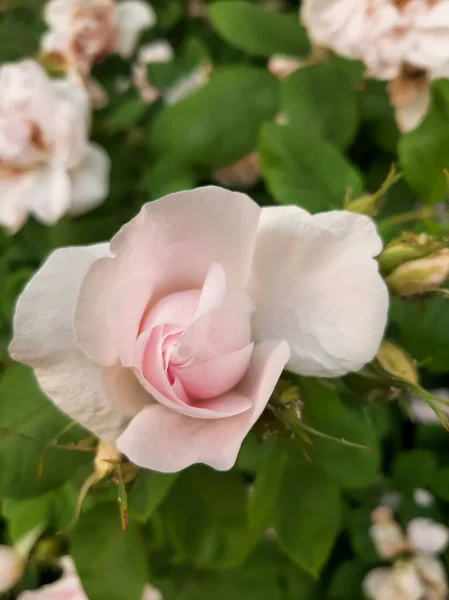 Pembe gül. Bud Rose. Güzel çiçek.