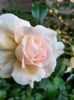 Güzel gül. Sabah beyaz çiçek.