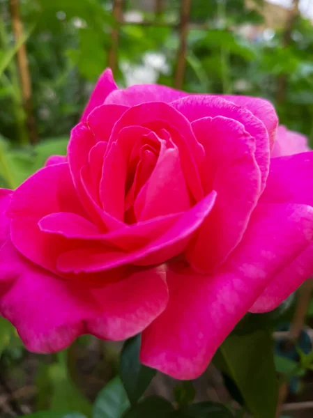 Rote Rose Schöne Blumen Makro — Stockfoto
