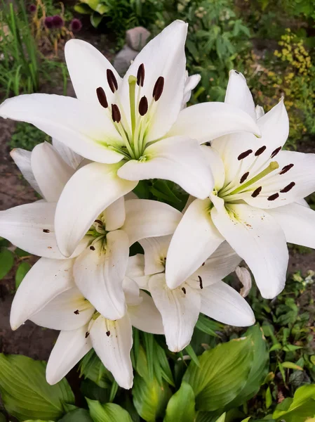 Güzel beyaz zambaklar. Yakın plan.