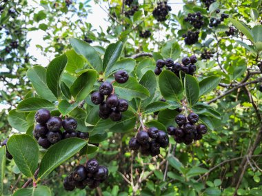 Siyah böğürtlenli dallar