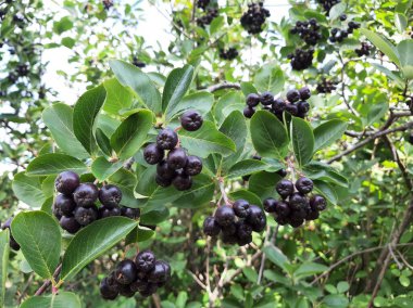 Siyah böğürtlenli dallar