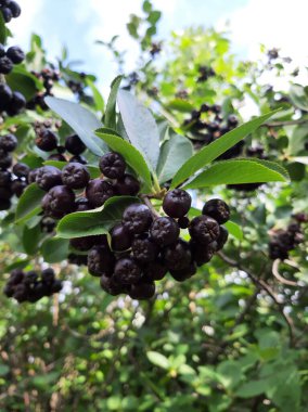 Siyah böğürtlenli dallar